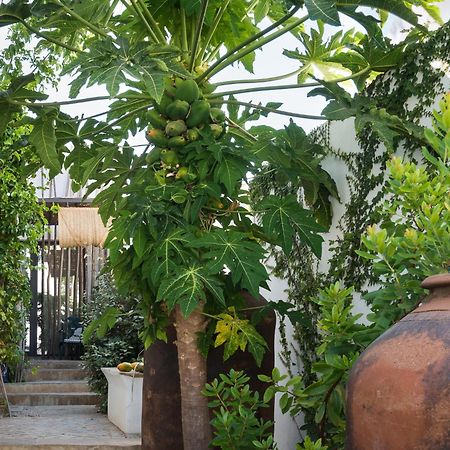 Altanure Almatere - Food Forest Boutique Stay Tavira Exteriör bild