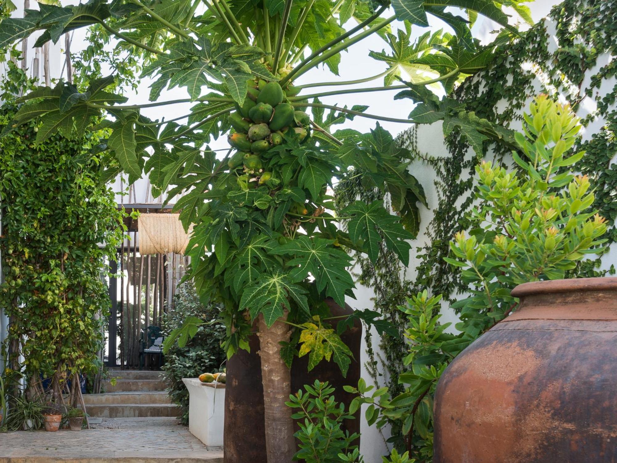 Altanure Almatere - Food Forest Boutique Stay Tavira Exteriör bild
